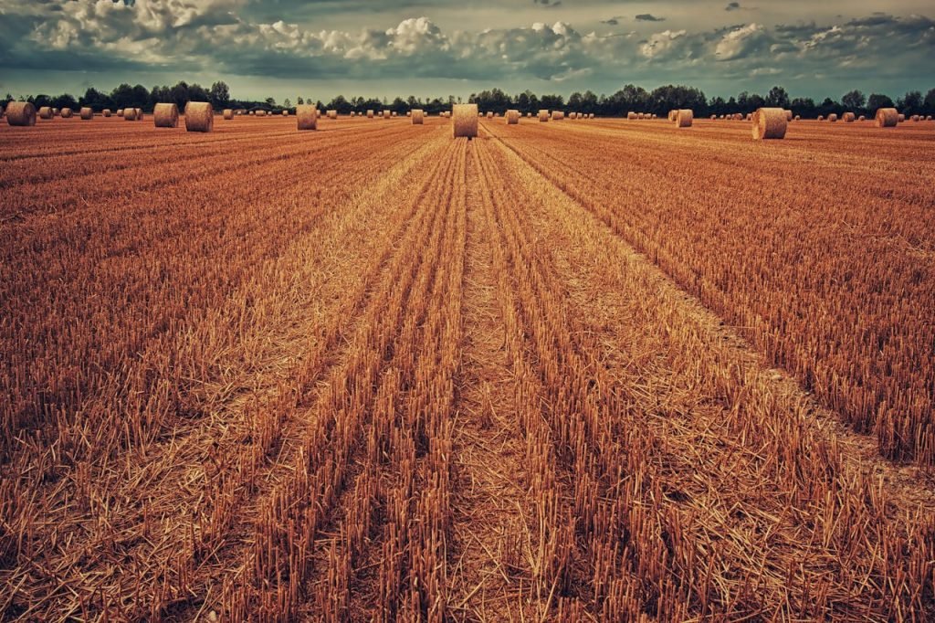 Golden farmland with straw bales under a dramatic sky, embodying rural beauty.